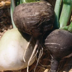 Samenarchiv Gerhard Bohl Gemüsesamen Historische Wurzelgemüse Sale