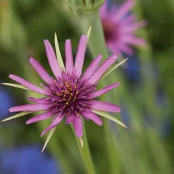 Samenarchiv Gerhard Bohl Gemüsesamen Historische Wurzelgemüse Sale