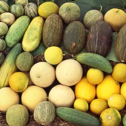 Samenarchiv Gerhard Bohl Gemüsesamen Kürbisgewächse Sale