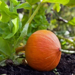 Samenarchiv Gerhard Bohl Gemüsesamen Kürbisgewächse Sale