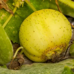 Samenarchiv Gerhard Bohl Gemüsesamen Kürbisgewächse Sale