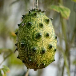 Samenarchiv Gerhard Bohl Gemüsesamen Kürbisgewächse Sale