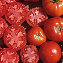 Samenarchiv Gerhard Bohl Gemüsesamen Tomaten in allen Farben