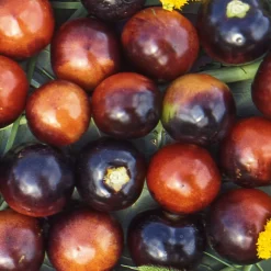 Samenarchiv Gerhard Bohl Gemüsesamen Tomaten in allen Farben