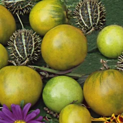 Samenarchiv Gerhard Bohl Gemüsesamen Tomaten in allen Farben