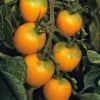 Samenarchiv Gerhard Bohl Gemüsesamen Widerstandsfähige Tomaten No. 1 Discount