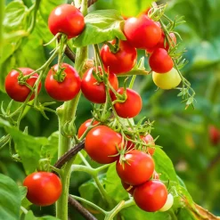 Samenarchiv Gerhard Bohl Gemüsesamen Widerstandsfähige Tomaten No. 1 Discount