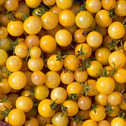 Samenarchiv Gerhard Bohl Gemüsesamen Widerstandsfähige Tomaten No. 1 Discount