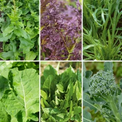 Gartenrot - Anja Walessa Gemüsesamen Wildgemüse Discount