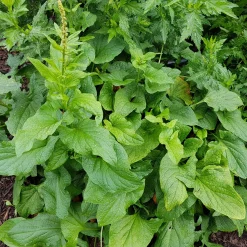 Gartenrot - Anja Walessa Gemüsesamen Wildgemüse Discount