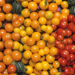 Samenarchiv Gerhard Bohl Gemüsesamen Wildtomaten Clearance