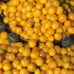 Samenarchiv Gerhard Bohl Gemüsesamen Wildtomaten Clearance