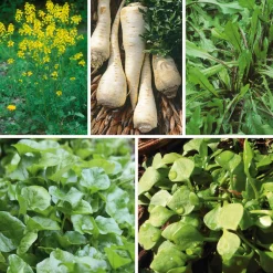 Manufactum Gemüsesamen Winterkräuter Sale