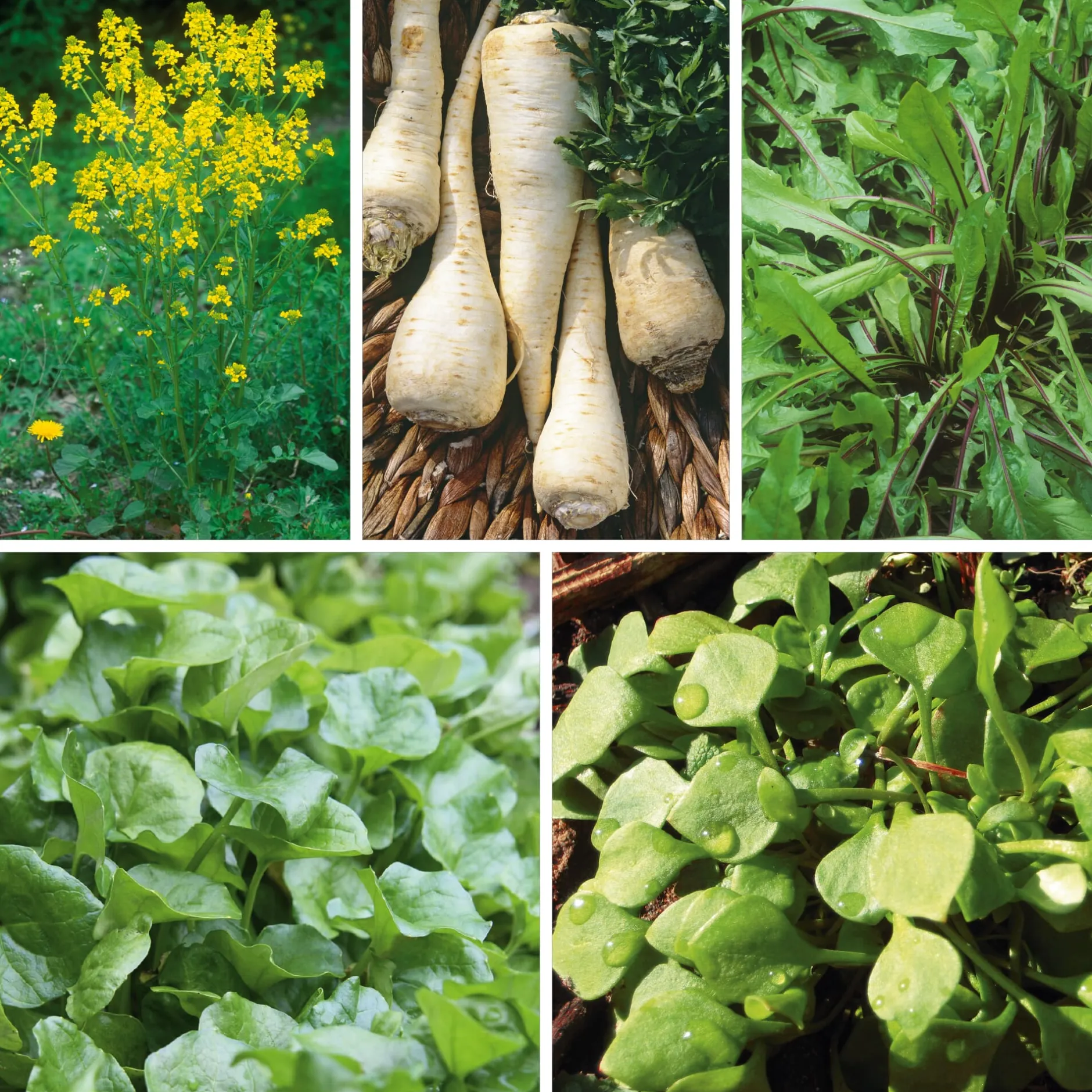 Manufactum Gemüsesamen Winterkräuter Sale