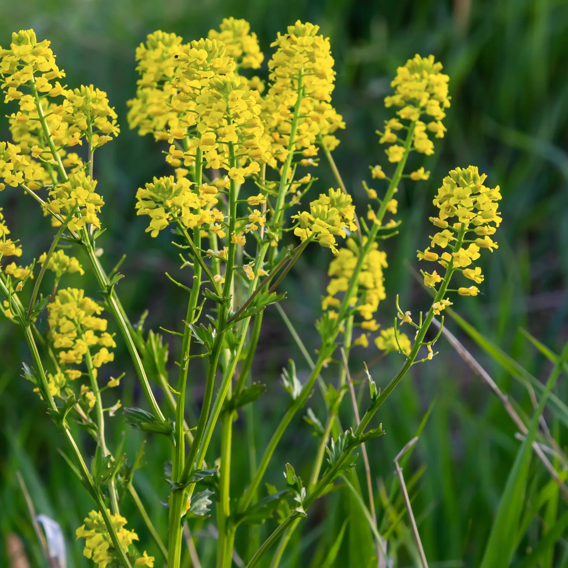 Manufactum Gemüsesamen Winterkräuter Sale