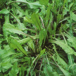 Manufactum Gemüsesamen Winterkräuter Sale