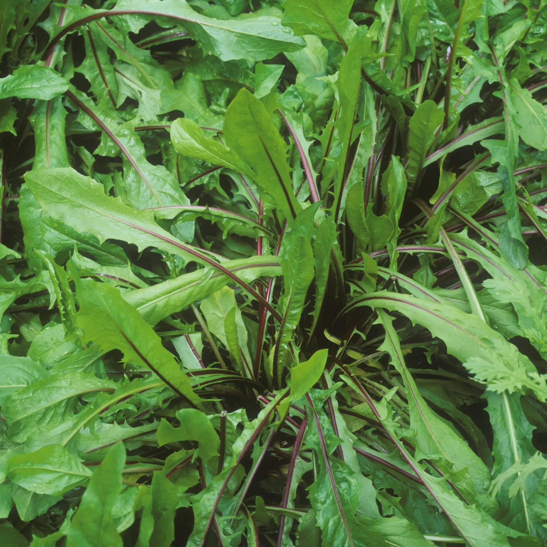 Manufactum Gemüsesamen Winterkräuter Sale