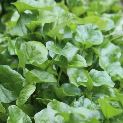 Manufactum Gemüsesamen Winterkräuter Sale