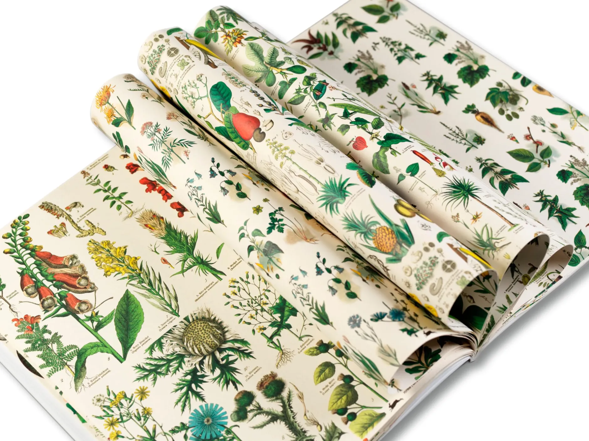 Geschenkpapier Pepin New