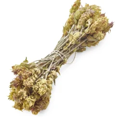 Daphnis and Chloe Griechischer Bergtee Hot