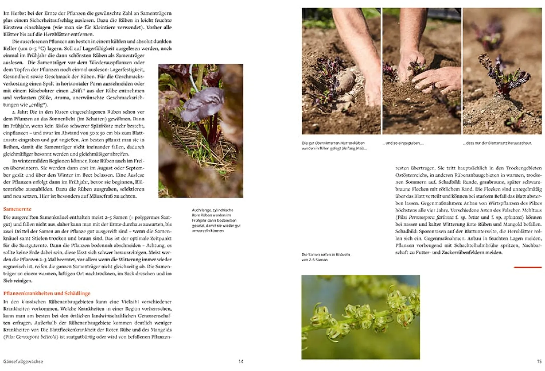 Löwenzahn Verlag Handbuch Samengärtnerei Online