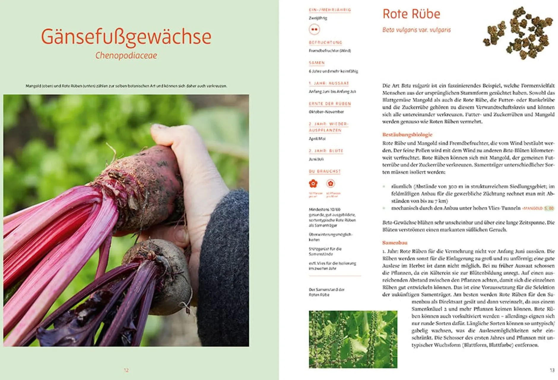 Löwenzahn Verlag Handbuch Samengärtnerei Online