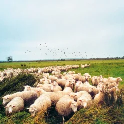 Teppichmanufaktur Habbishaw Handgewebter Schurwollteppich Discount