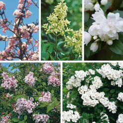 Manufactum Hecke Duftgehölze