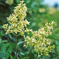 Manufactum Hecke Duftgehölze