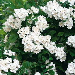 Manufactum Hecke Duftgehölze