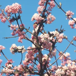 Manufactum Hecke Duftgehölze