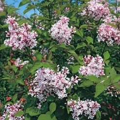 Manufactum Hecke Duftgehölze