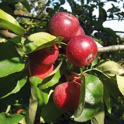 Manufactum Herbstapfel 'Apfelberger Zuckeräpfelchen' Best