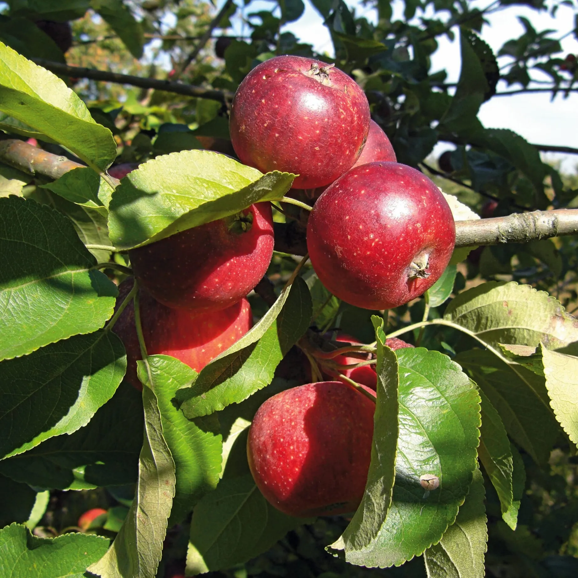 Manufactum Herbstapfel 'Apfelberger Zuckeräpfelchen' Best