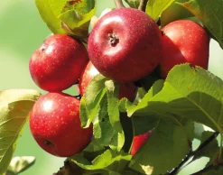 Manufactum Herbstapfel 'Apfelberger Zuckeräpfelchen' Best