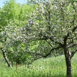 Manufactum Herbstapfel 'Apfelberger Zuckeräpfelchen' Best