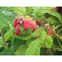 SARL Liqueurs Jean. Baptiste Joannet Himbeerkonfitüre aus dem Burgund Hot