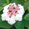 Manufactum Hortensie 'Grayswood ' Best