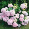 Manufactum Hortensie 'Otaksa ' Outlet