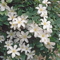 Martin Müller Baumschulen Italienische Waldrebe 'Huldine' Best