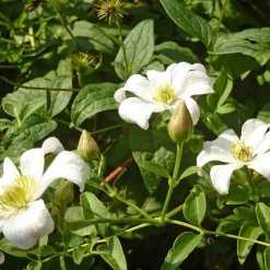 Martin Müller Baumschulen Italienische Waldrebe 'Huldine' Best