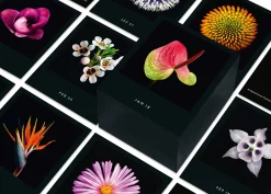 Seltmann Publishers Jahreskalender Flamboyant Flowers Outlet