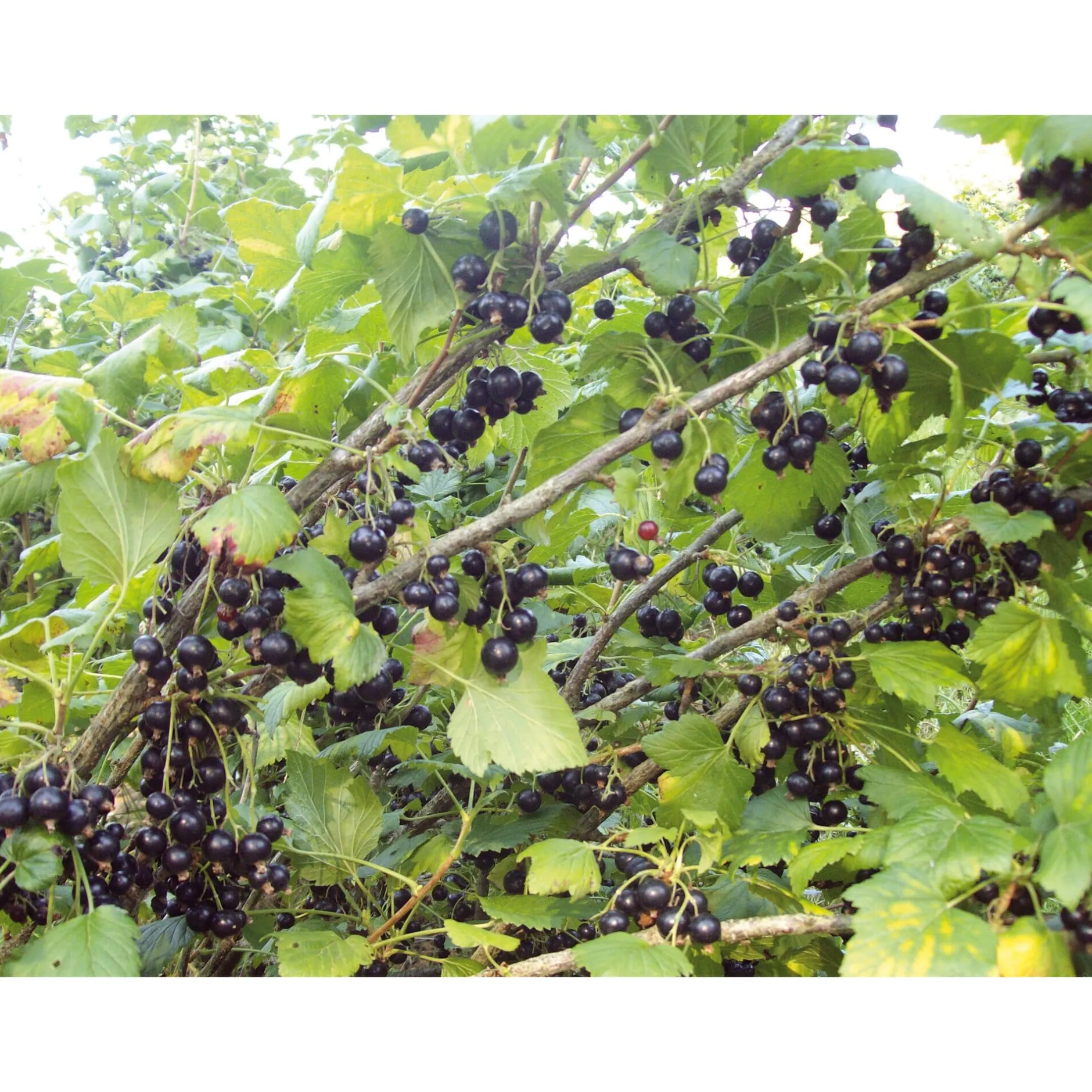 SARL Liqueurs Jean. Baptiste Joannet Joannet Crème de Cassis Online