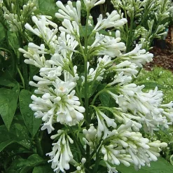 Martin Müller Baumschulen Kanadischer Flieder 'Agnes Smith' Best