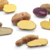 Kartoffelraritäten traditionelle Sorten 2026 Sale