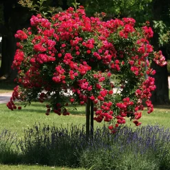 Rosenhof Schultheis Kaskadenrose 'Chevy Chase' Sale