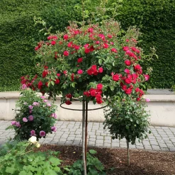 Rosenhof Schultheis Kaskadenrose 'Chevy Chase' Sale