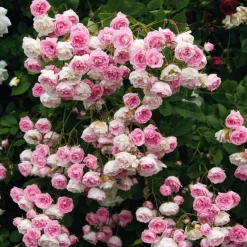 Rosenhof Schultheis Kaskadenrose 'Frau Eva Schubert' Outlet