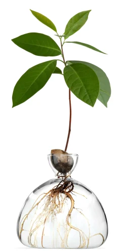 Keimglas Ilex Online