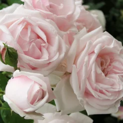 Rosenhof Schultheis Kletterrose 'New Dawn'® Sale